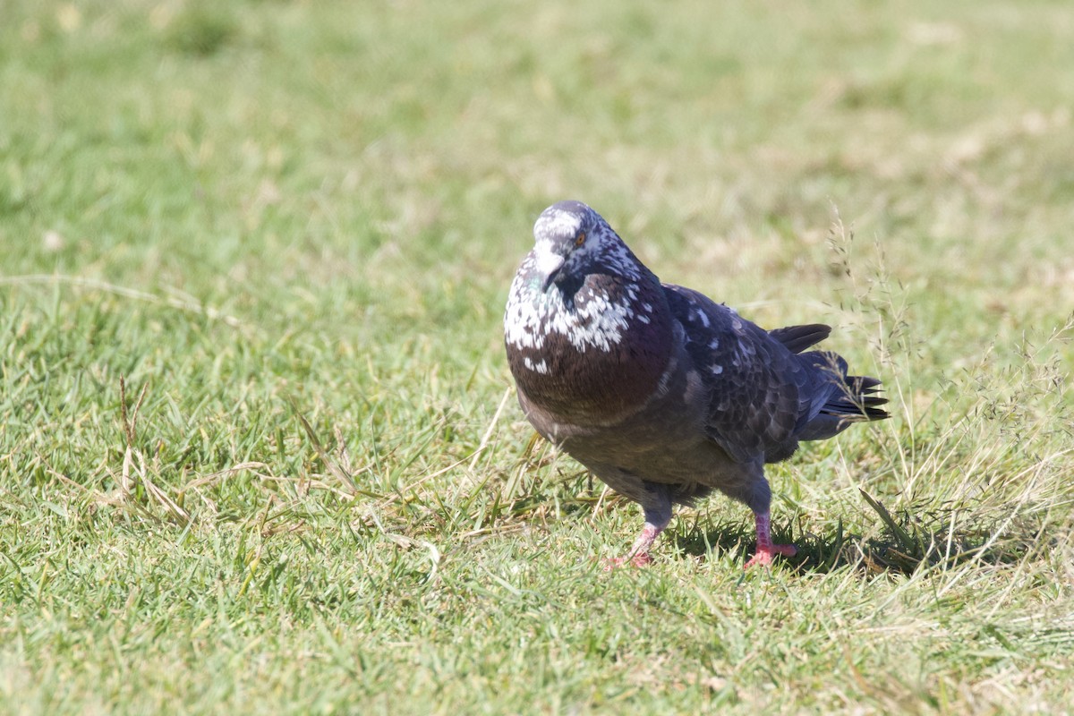 Rock Pigeon (Feral Pigeon) - ML363354571