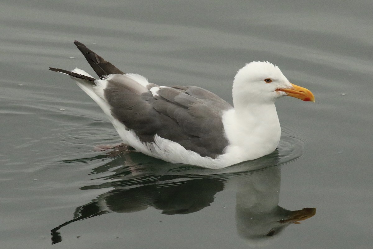 Western Gull - Brook OConnor