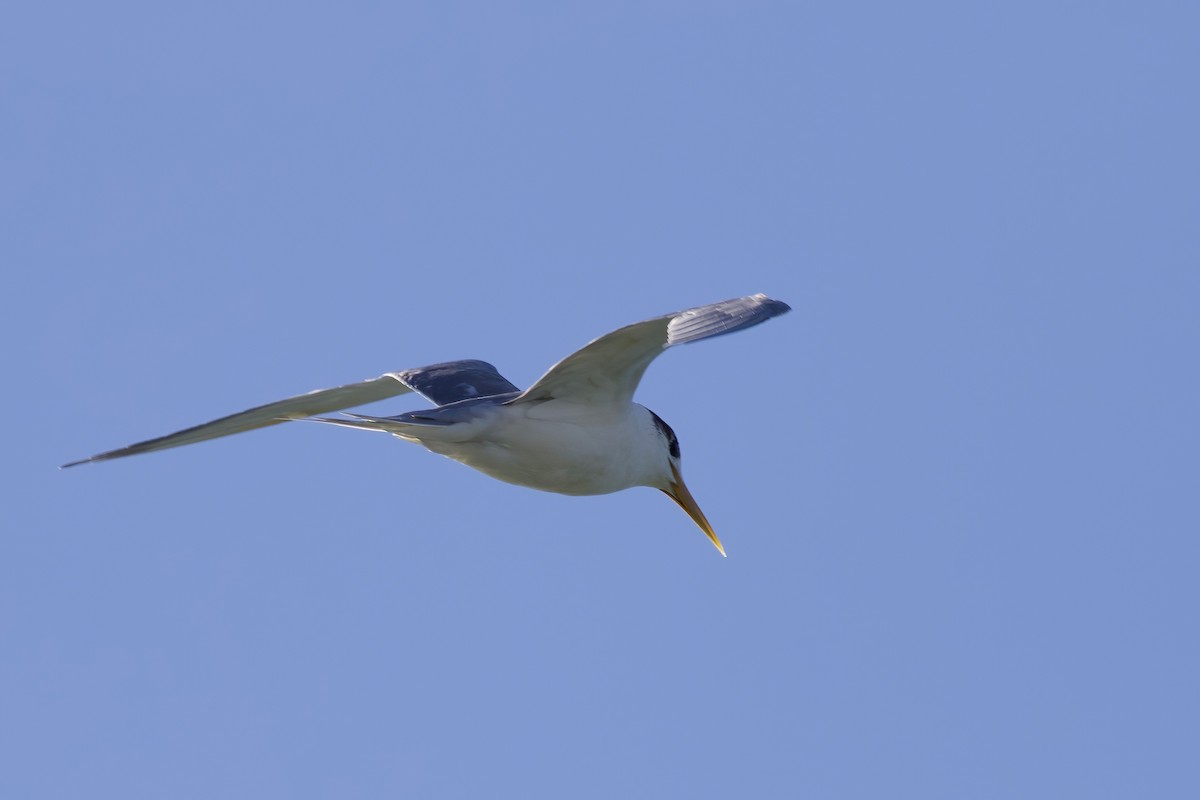 Great Crested Tern - ML363355001