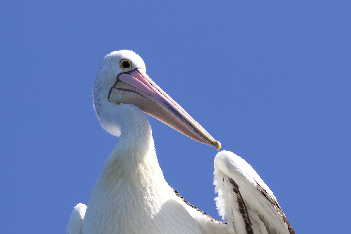 Australian Pelican - ML363355291