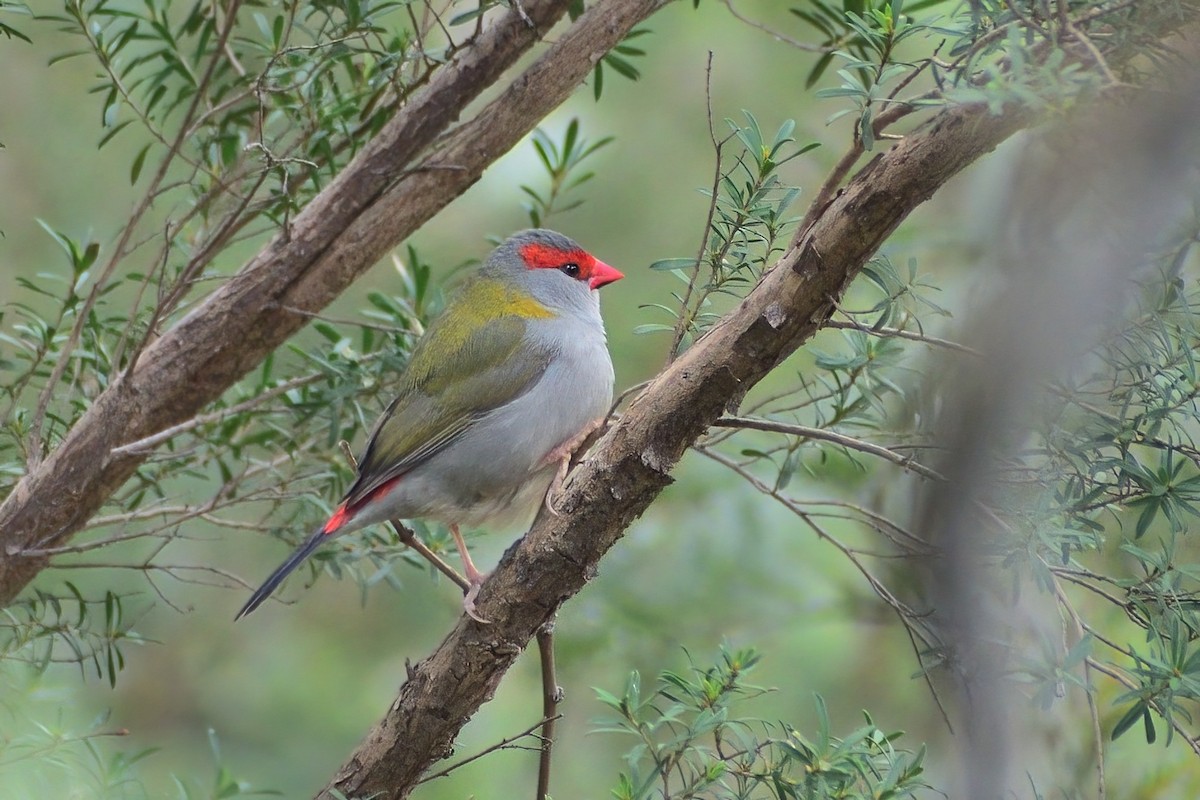 Red-browed Firetail - Ken Tay