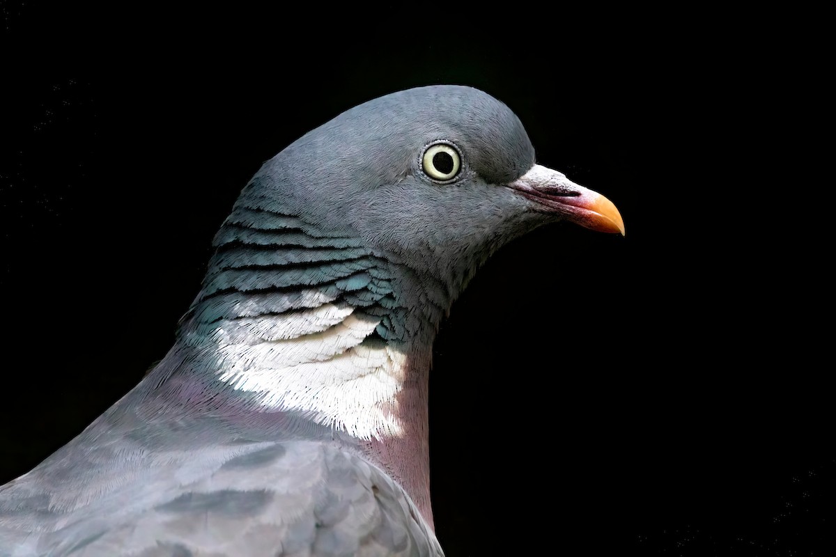 Common Wood-Pigeon - ML363357701