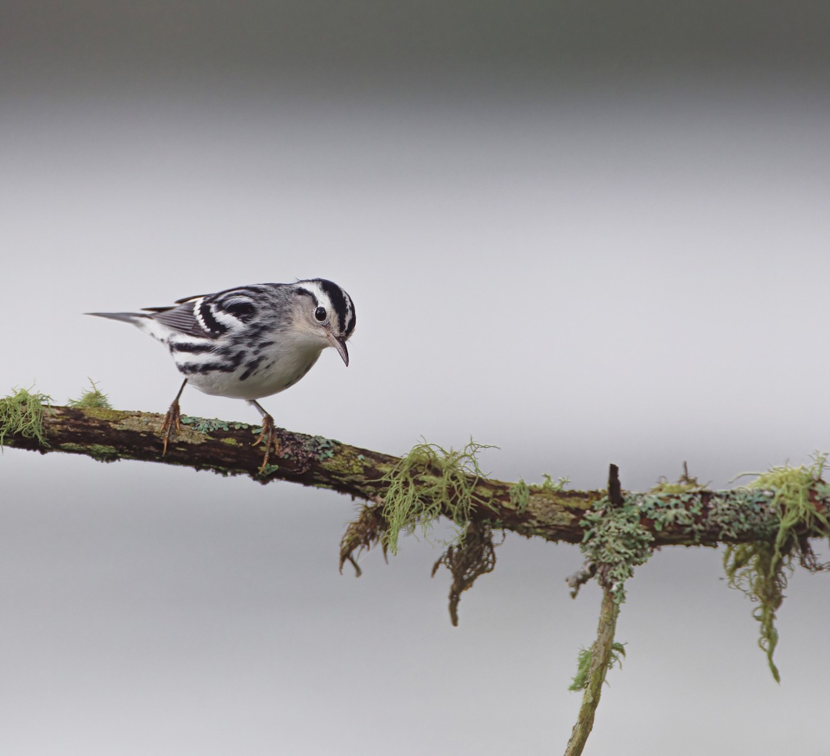 Black-and-white Warbler - ML363361741