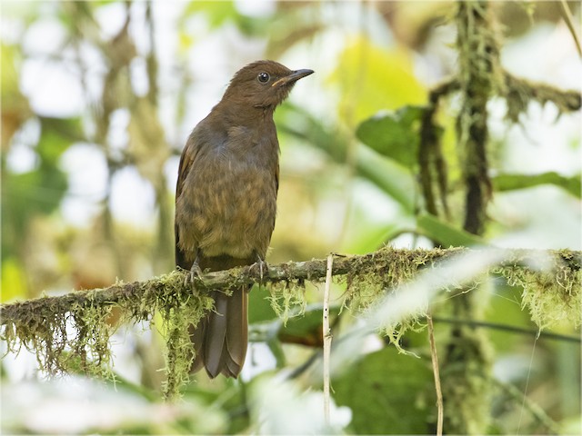 Juvenile Rufous-brown Solitaire (subspecies <em class="SciName notranslate">chubbi</em>). - Rufous-brown Solitaire (Chestnut-throated) - 