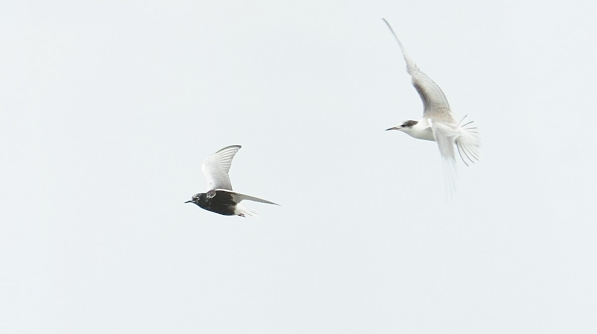 White-winged Tern - ML363370081