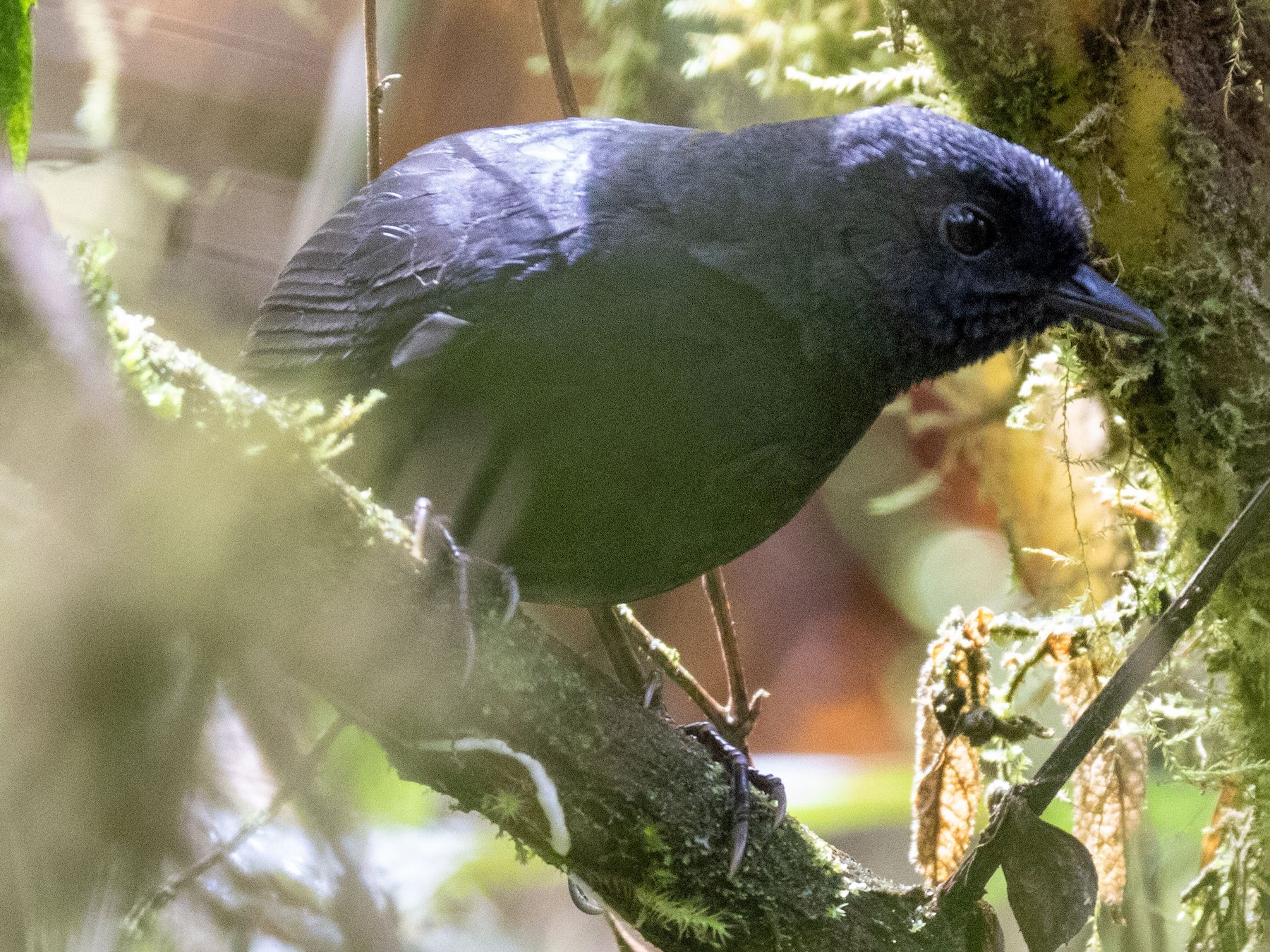 Large-footed Tapaculo - Thibaud Aronson