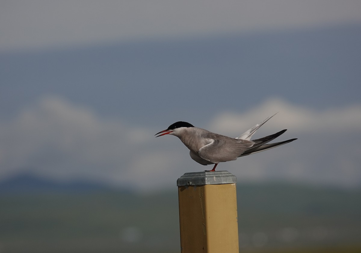 Common Tern - ML363376911