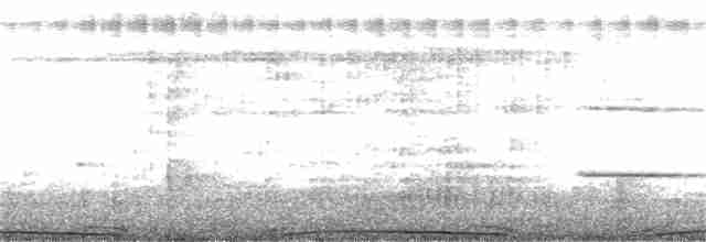 holub skalní (domácí) - ML363384301