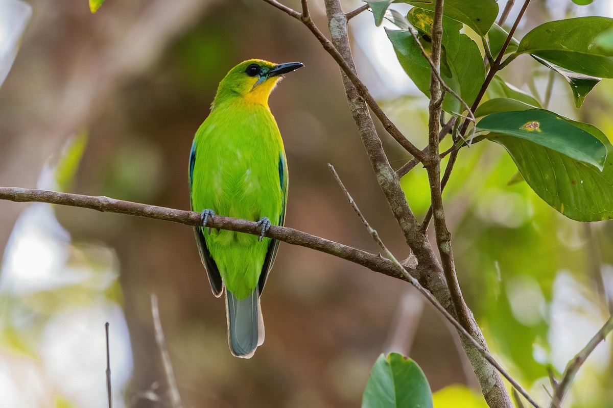 Yellow-throated Leafbird - ML363388061
