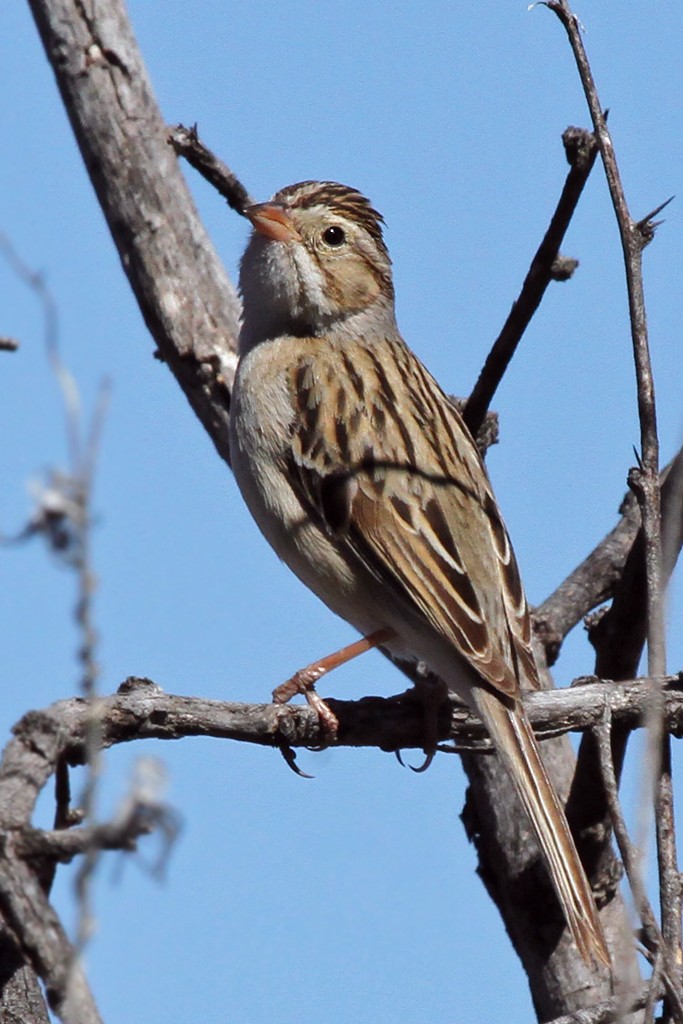 Clay-colored Sparrow - Dick Dionne