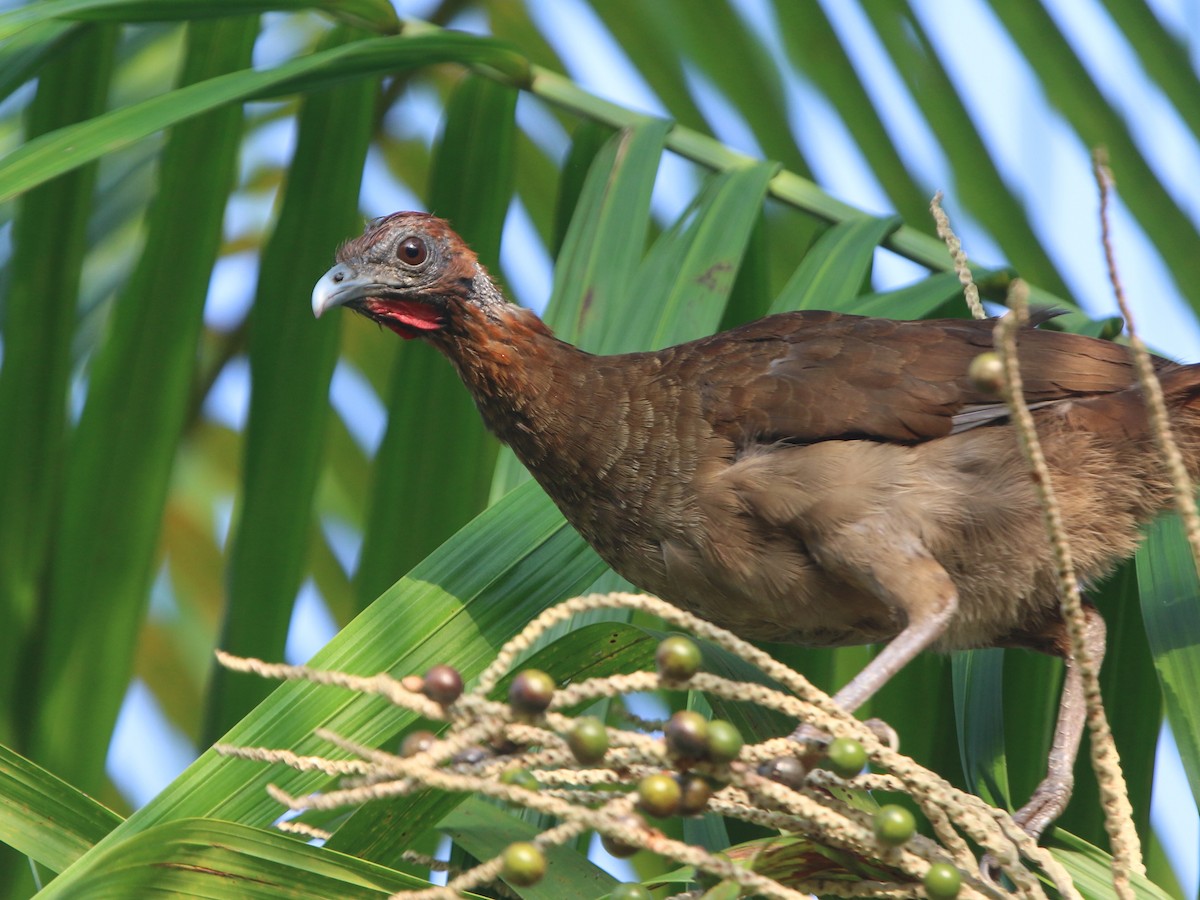 Chestnut-headed Chachalaca - Ortalis ruficeps - Birds of the World