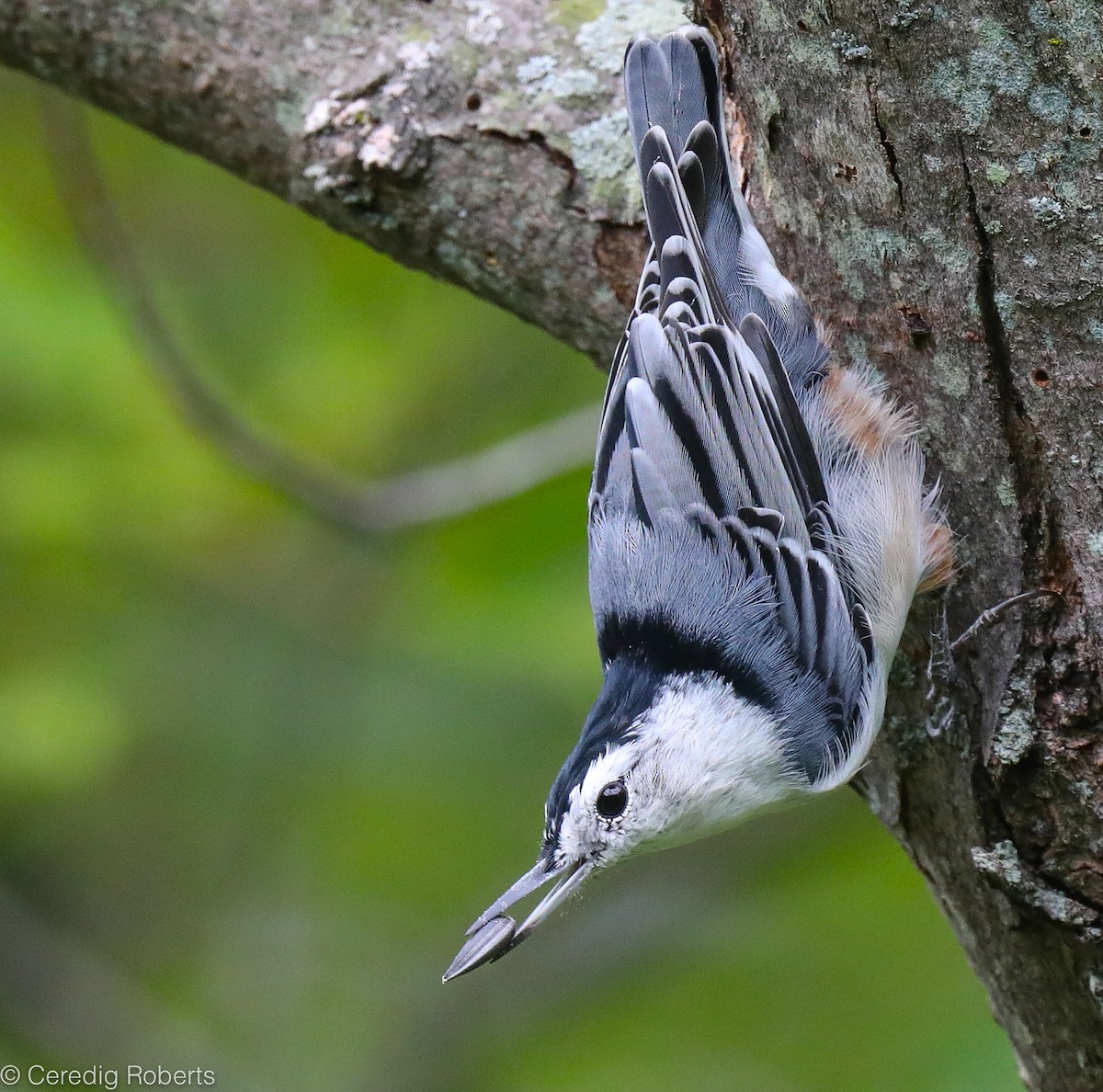 White-breasted Nuthatch - ML363403401