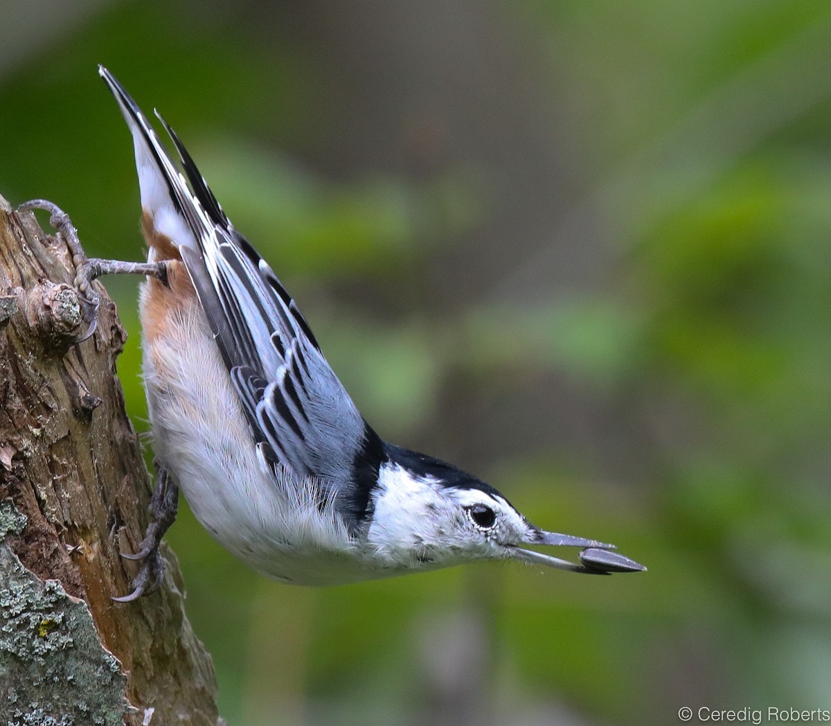 White-breasted Nuthatch - ML363403411