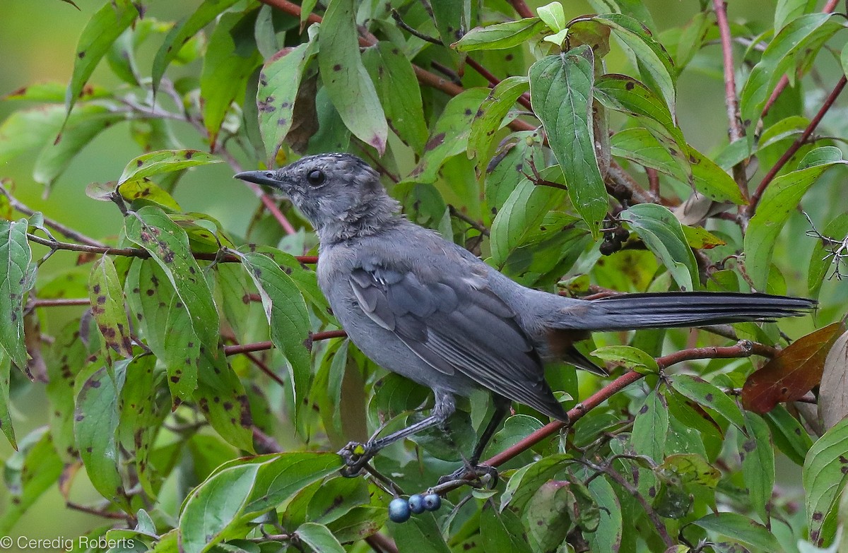 Gray Catbird - ML363403451