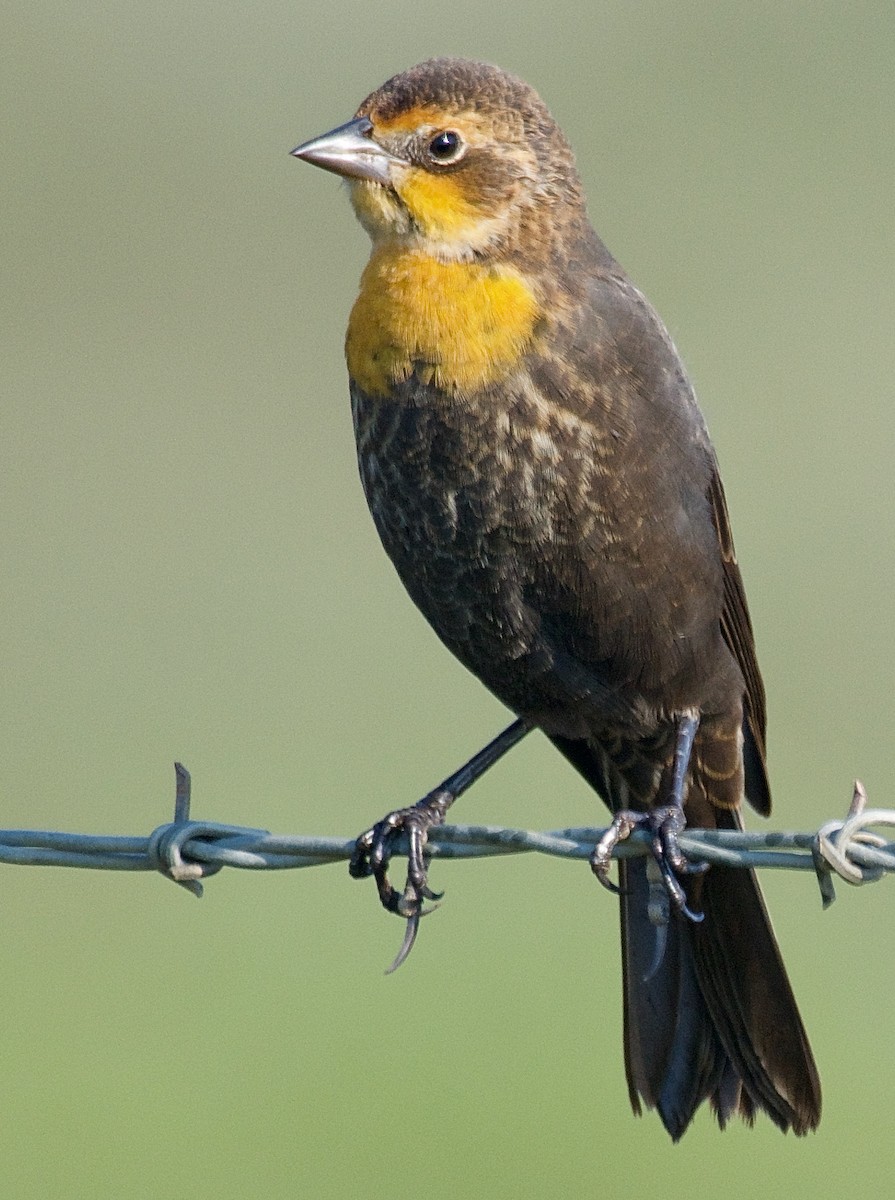 Yellow-headed Blackbird - Trey Rogers