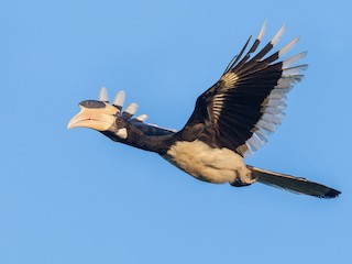  - Malabar Pied-Hornbill