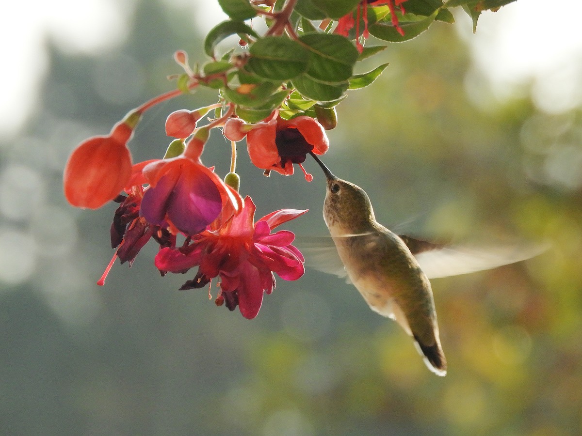 Calliope Hummingbird - Jeremy Daum