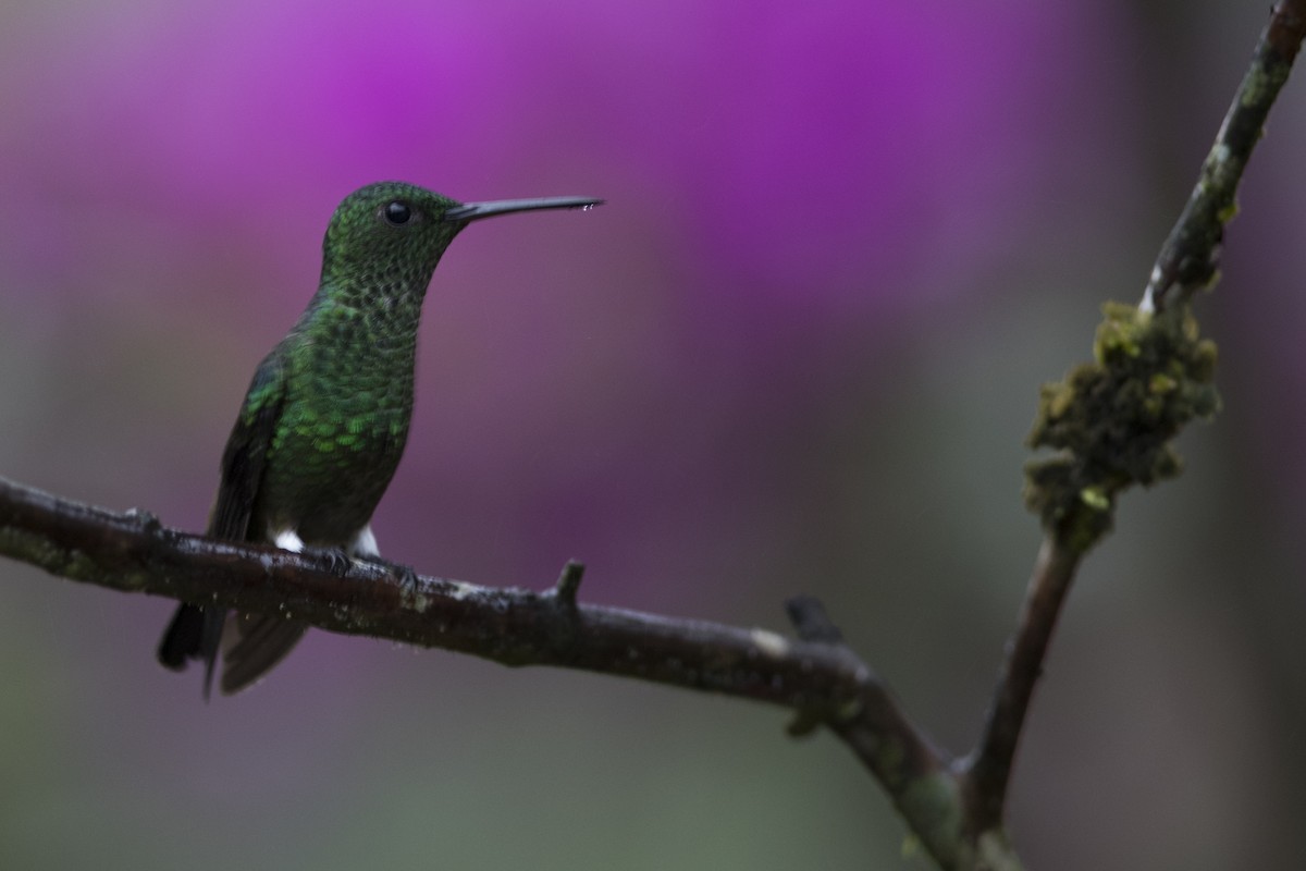 Steely-vented Hummingbird - John Cahill xikanel.com