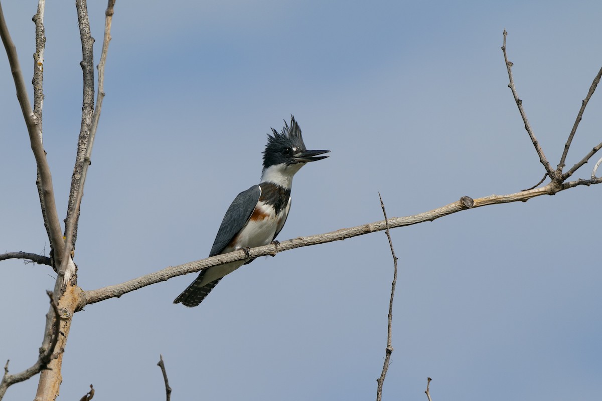 Belted Kingfisher - ML363417051
