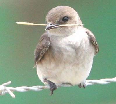 Northern Rough-winged Swallow - Don Roberson