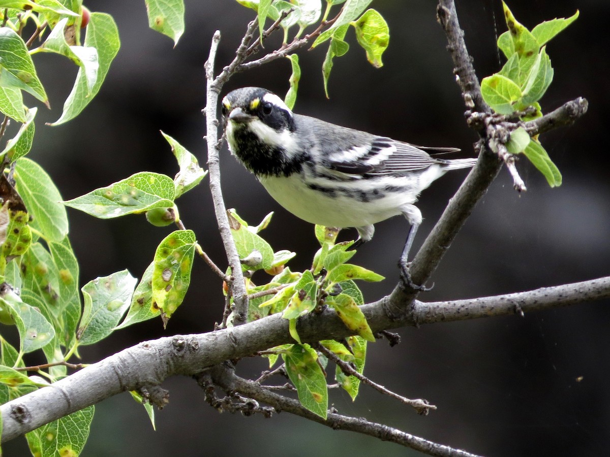 Black-throated Gray Warbler - Bill Lisowsky