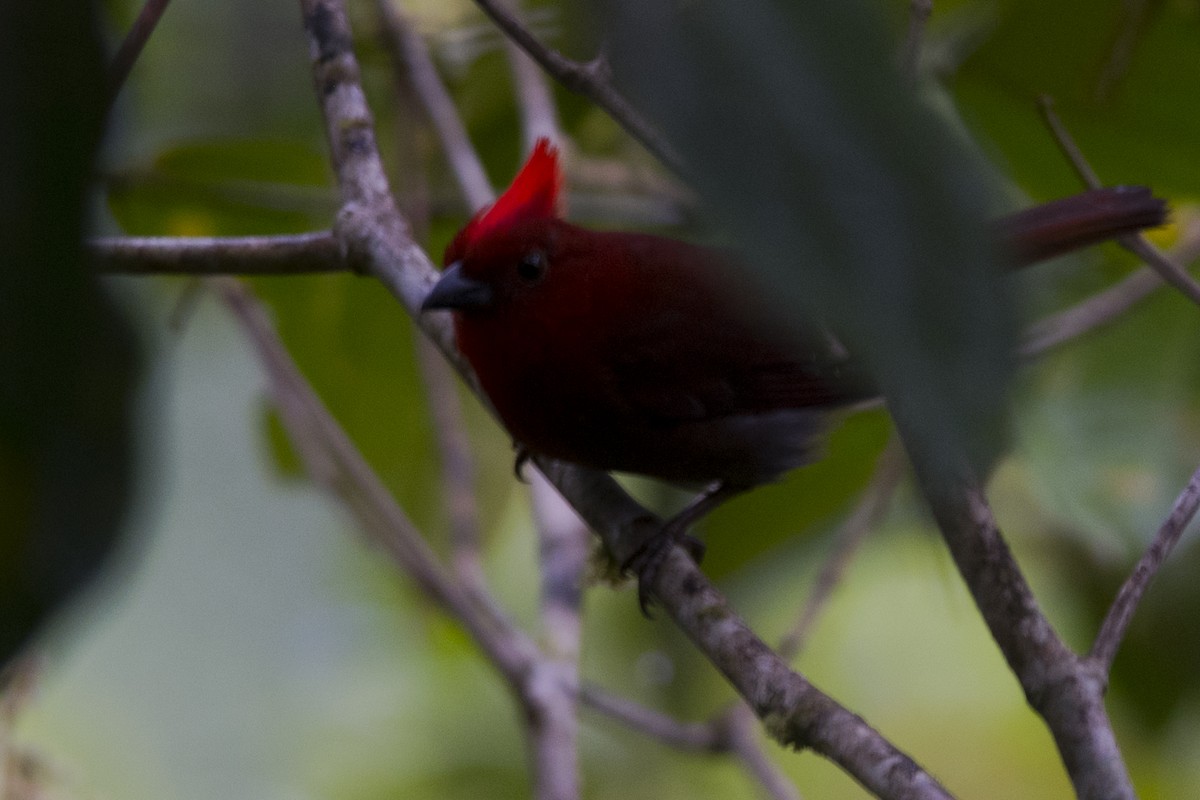 Crested Ant-Tanager - ML36342591