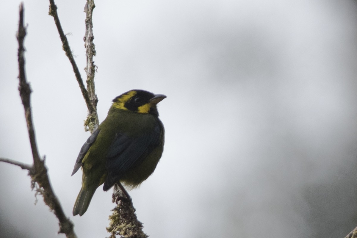 Gold-ringed Tanager - ML36342771