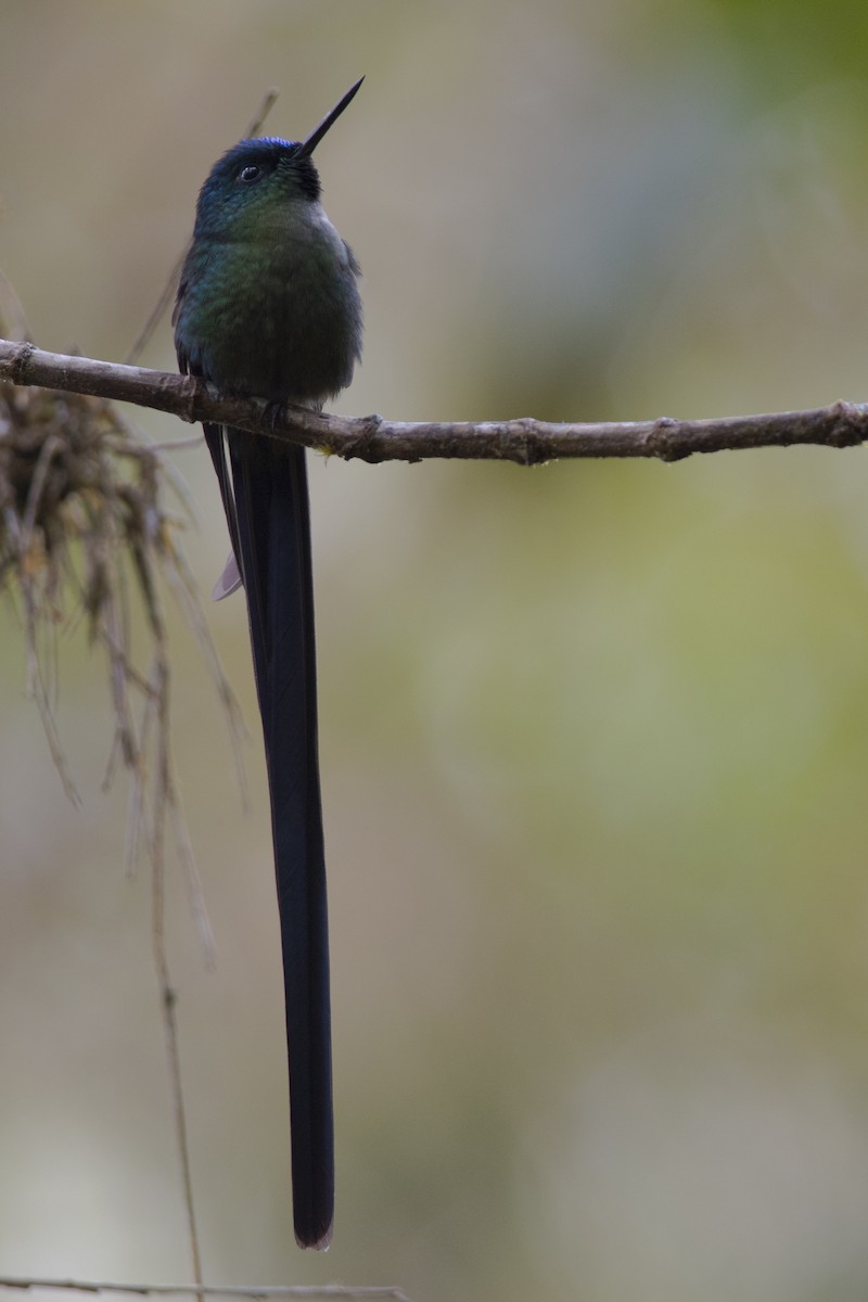 Violet-tailed Sylph - ML36343131