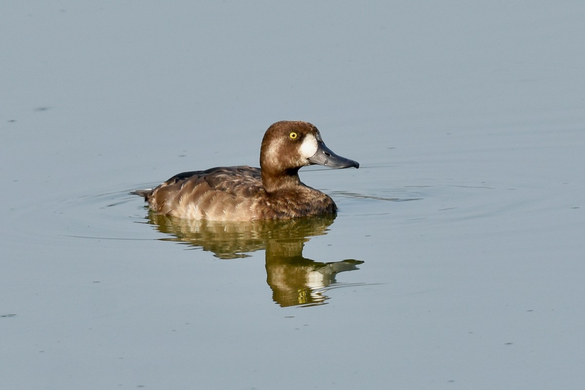 Greater Scaup - George Gibbs