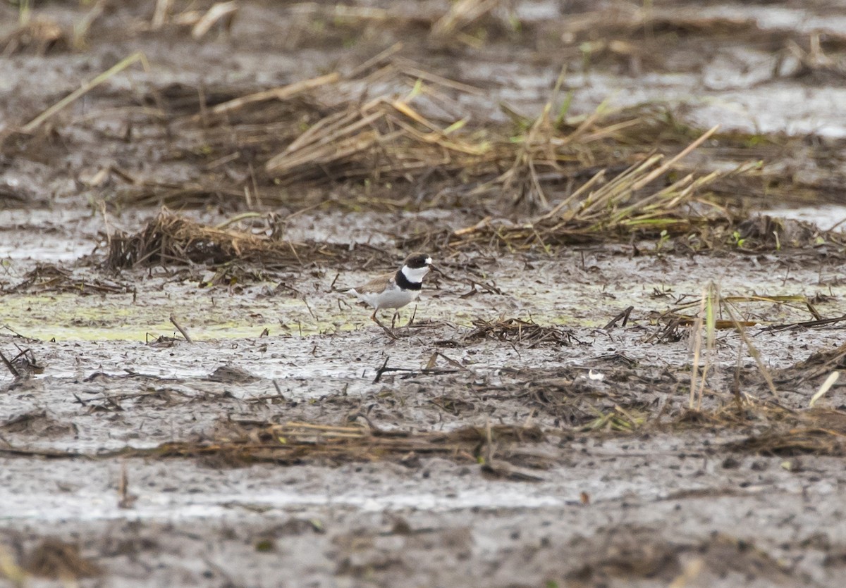 Semipalmated Plover - ML363436891