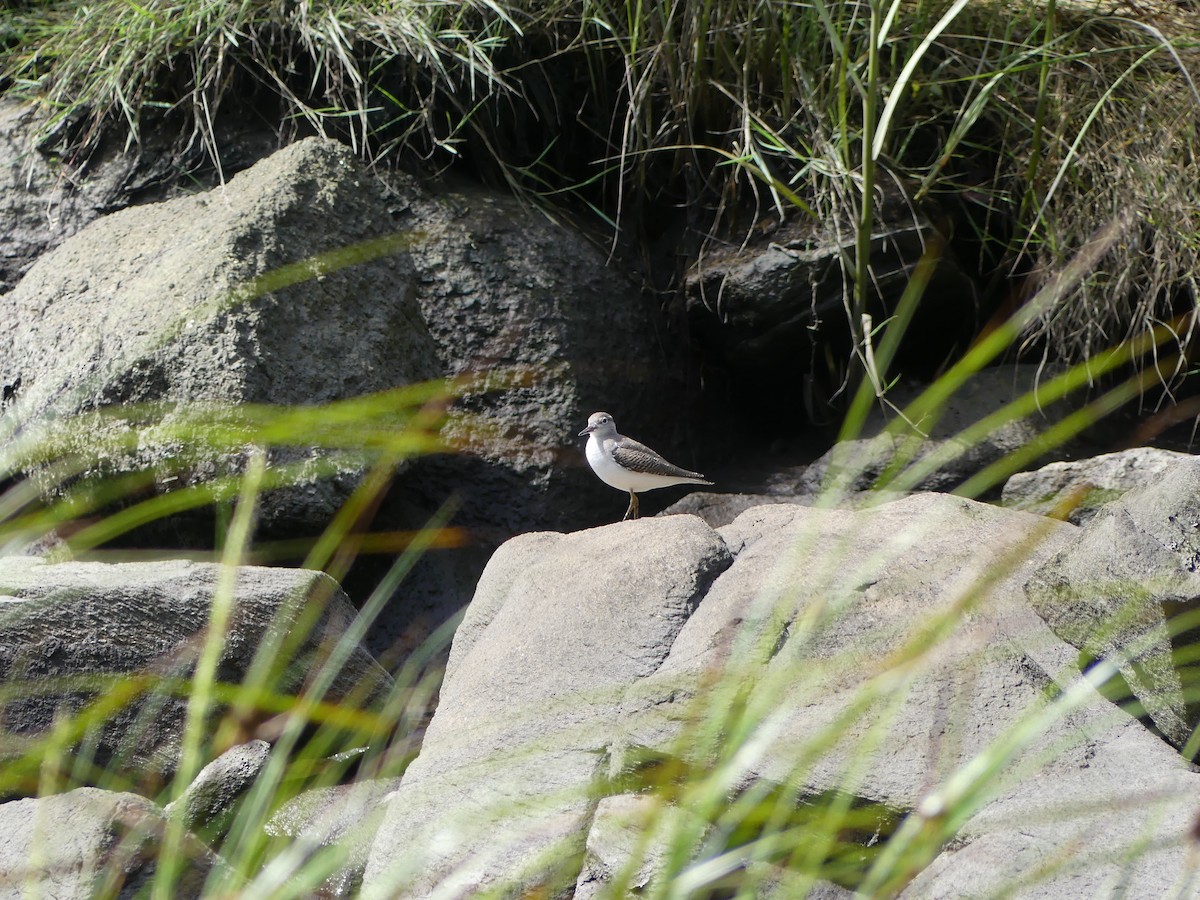 Spotted Sandpiper - Andrew Single