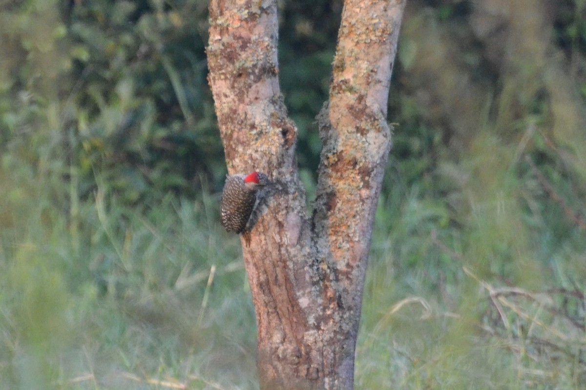 Nubian Woodpecker - ML363449611