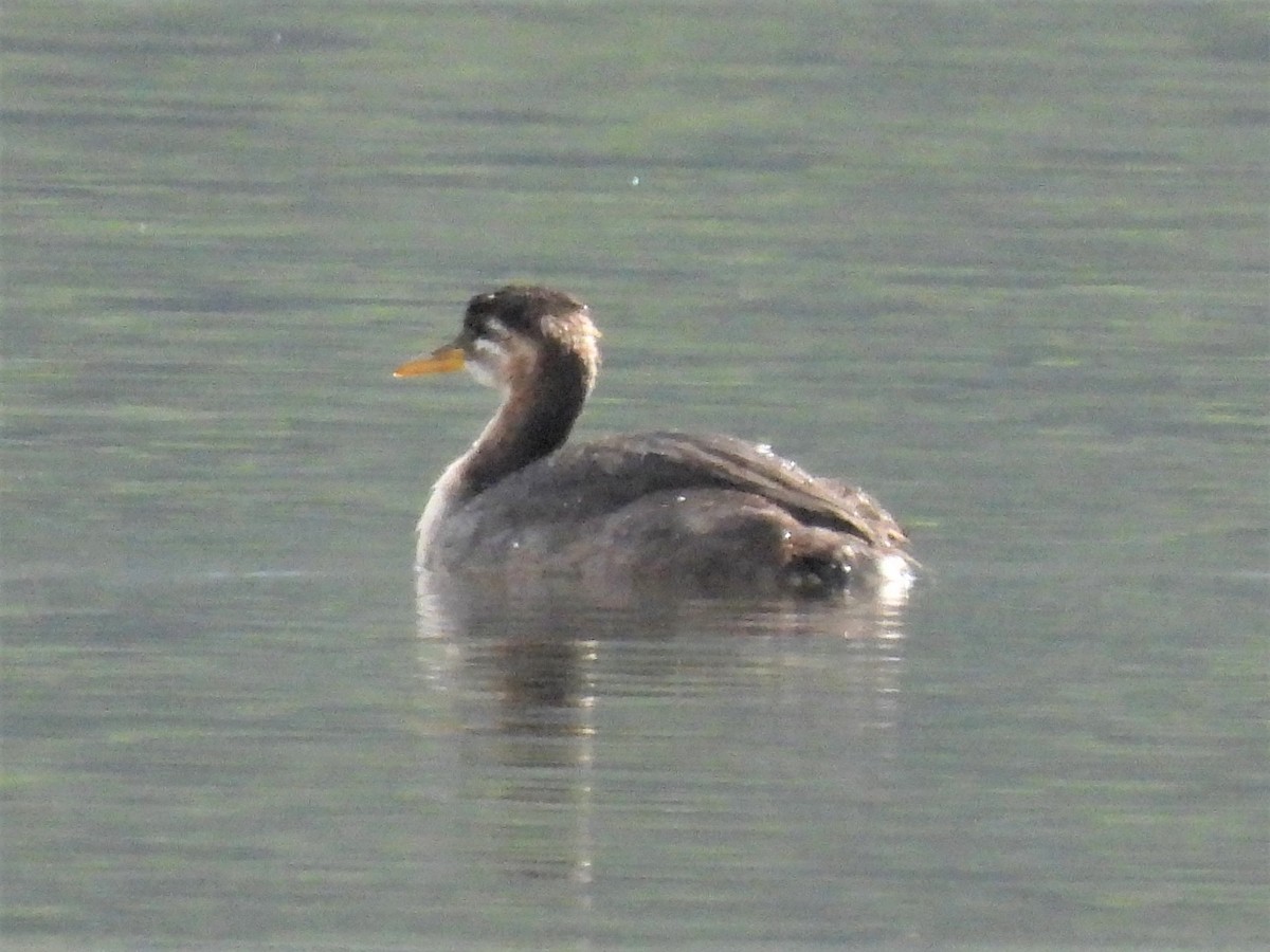 Red-necked Grebe - ML363452511