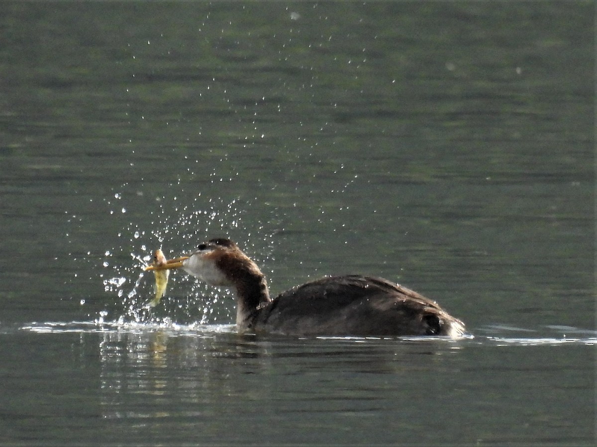 Red-necked Grebe - ML363452521