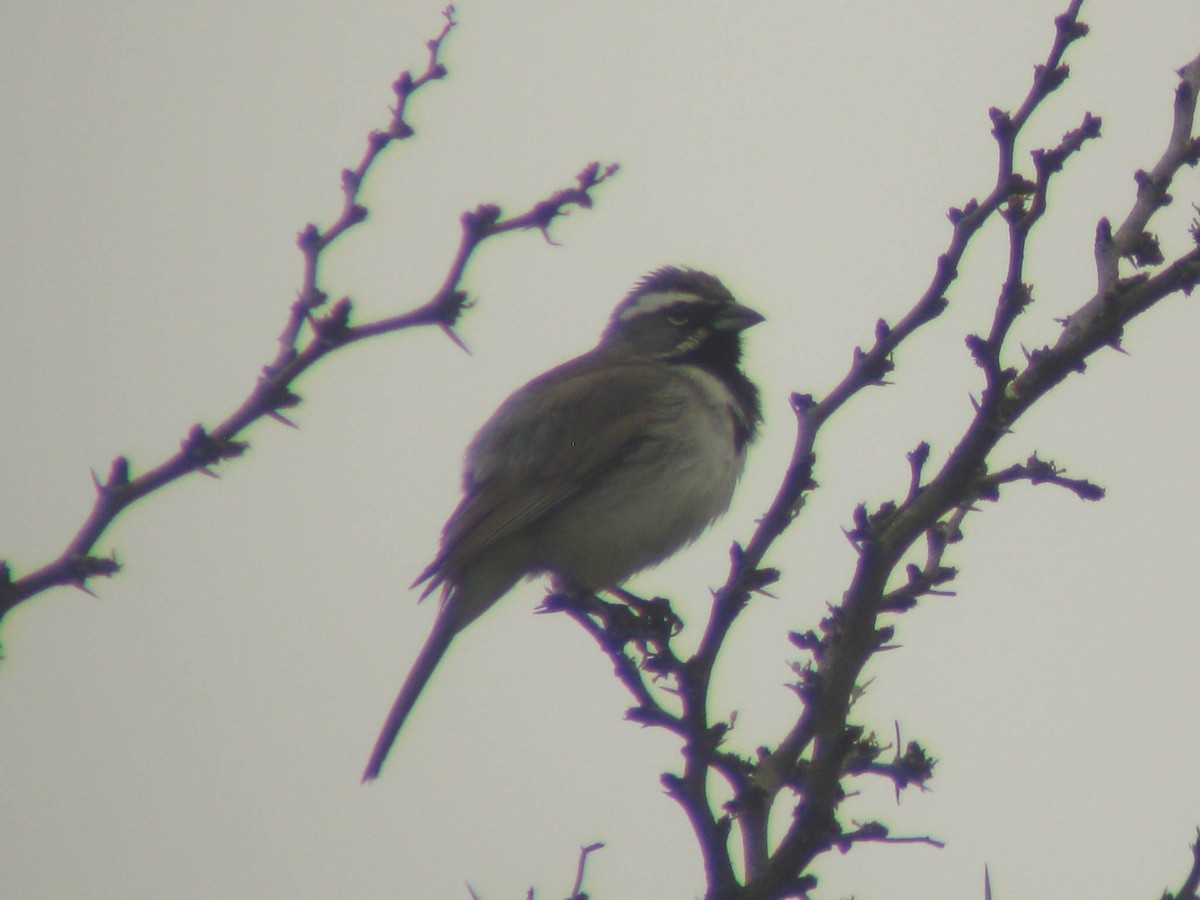 Black-throated Sparrow - ML363453191