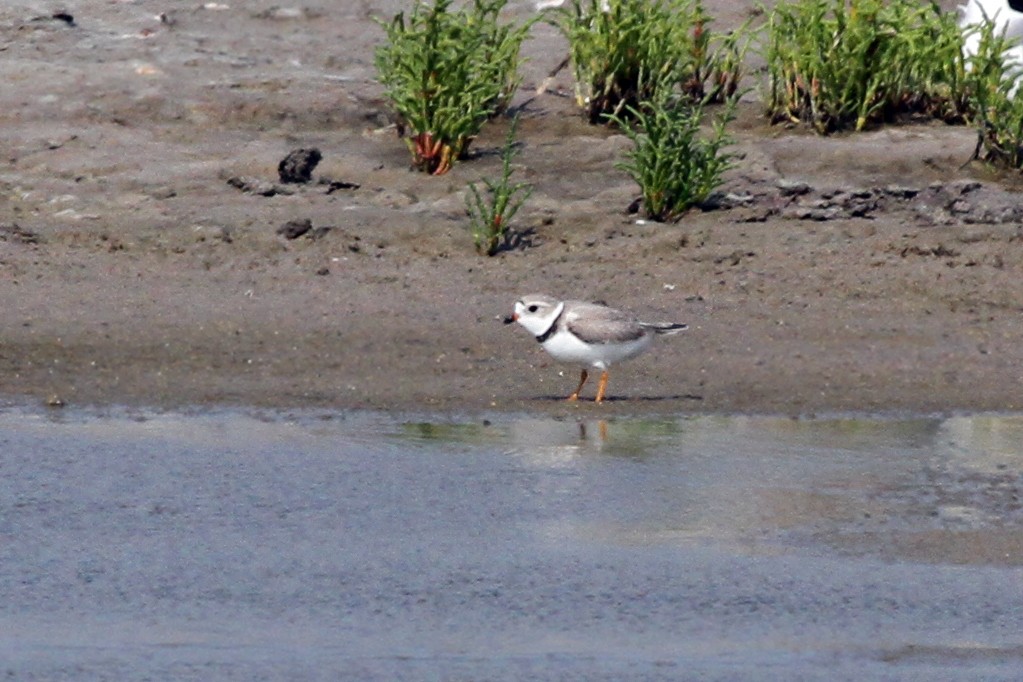 Piping Plover - Dick Dionne
