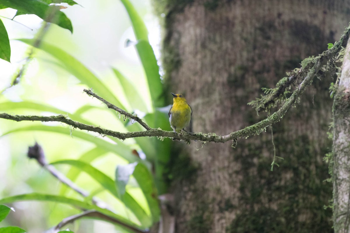 Black-and-yellow Tanager - Matthew Bell