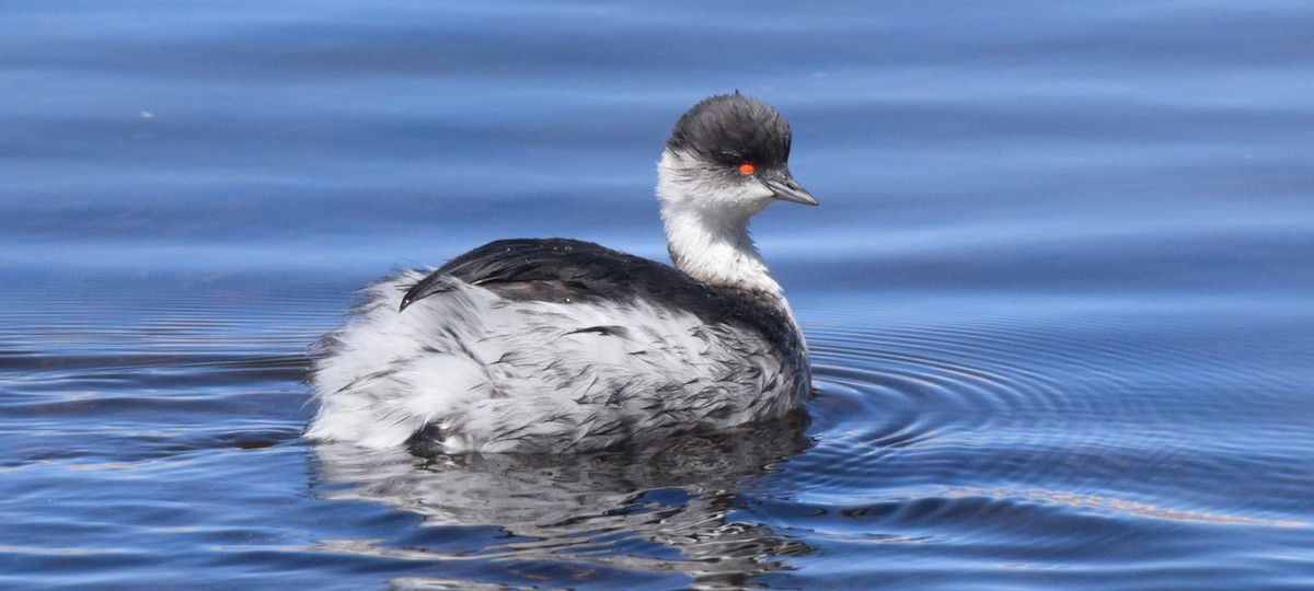 Silvery Grebe (Andean) - ML363459631