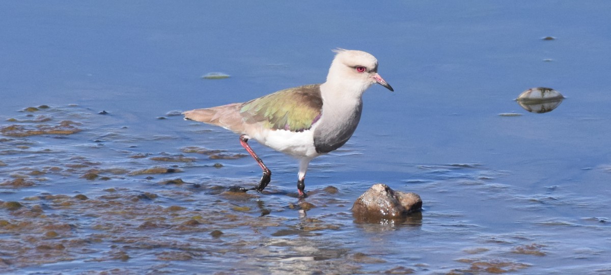 Andean Lapwing - ML363459891