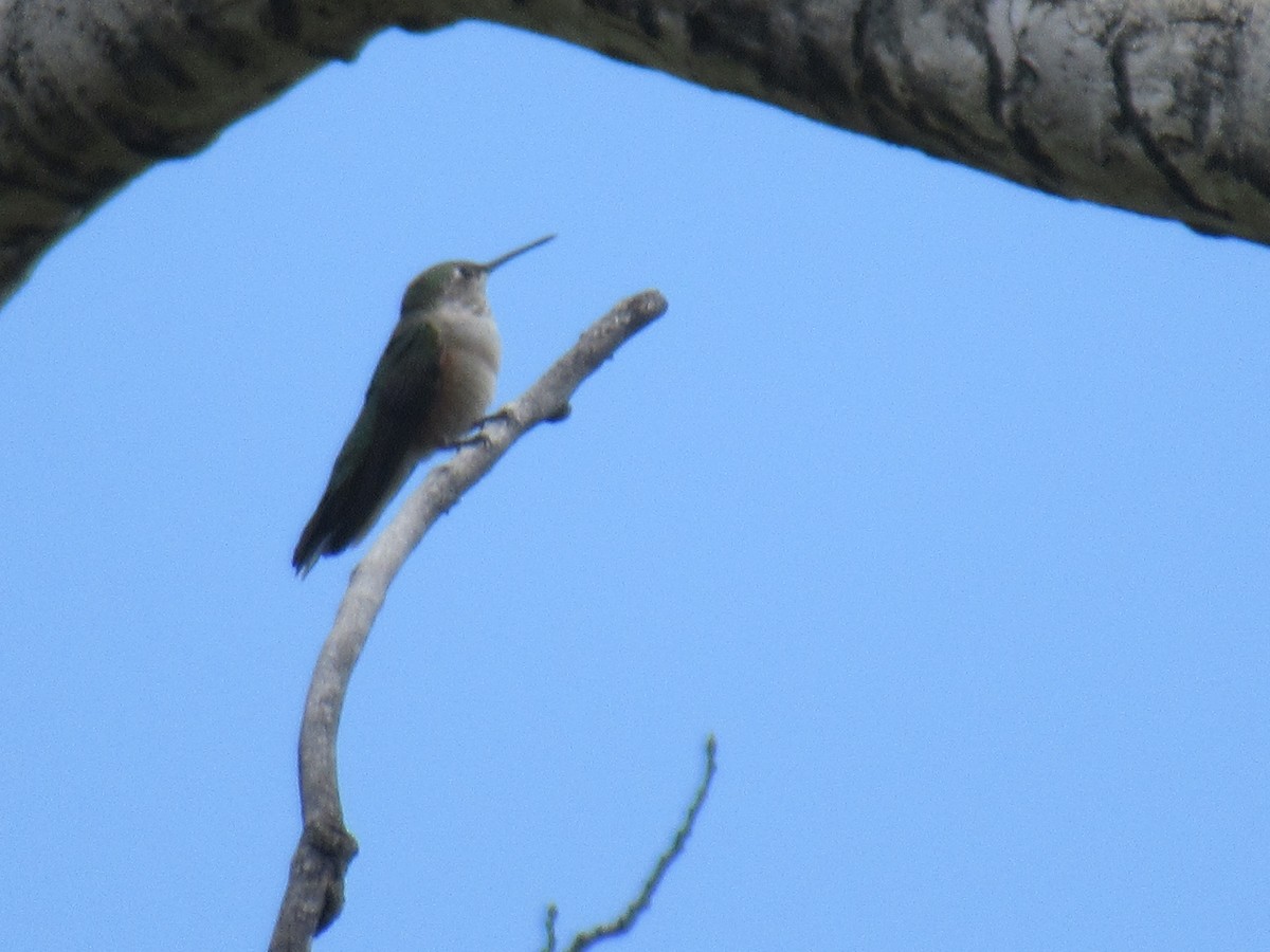 Broad-tailed Hummingbird - ML363460821