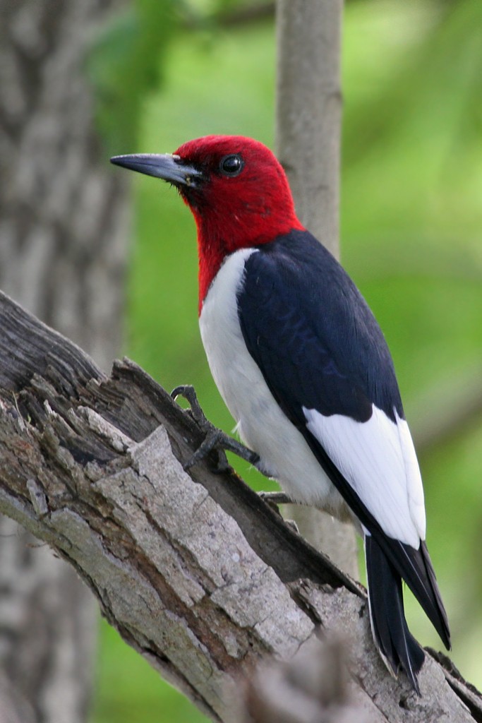 Red-headed Woodpecker - Dick Dionne