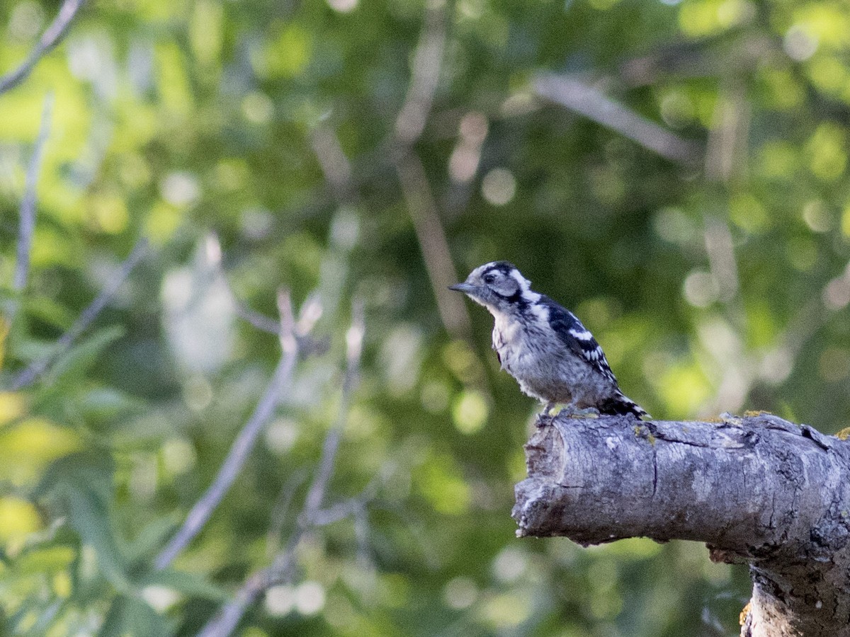 Lesser Spotted Woodpecker - Ümit Sevim