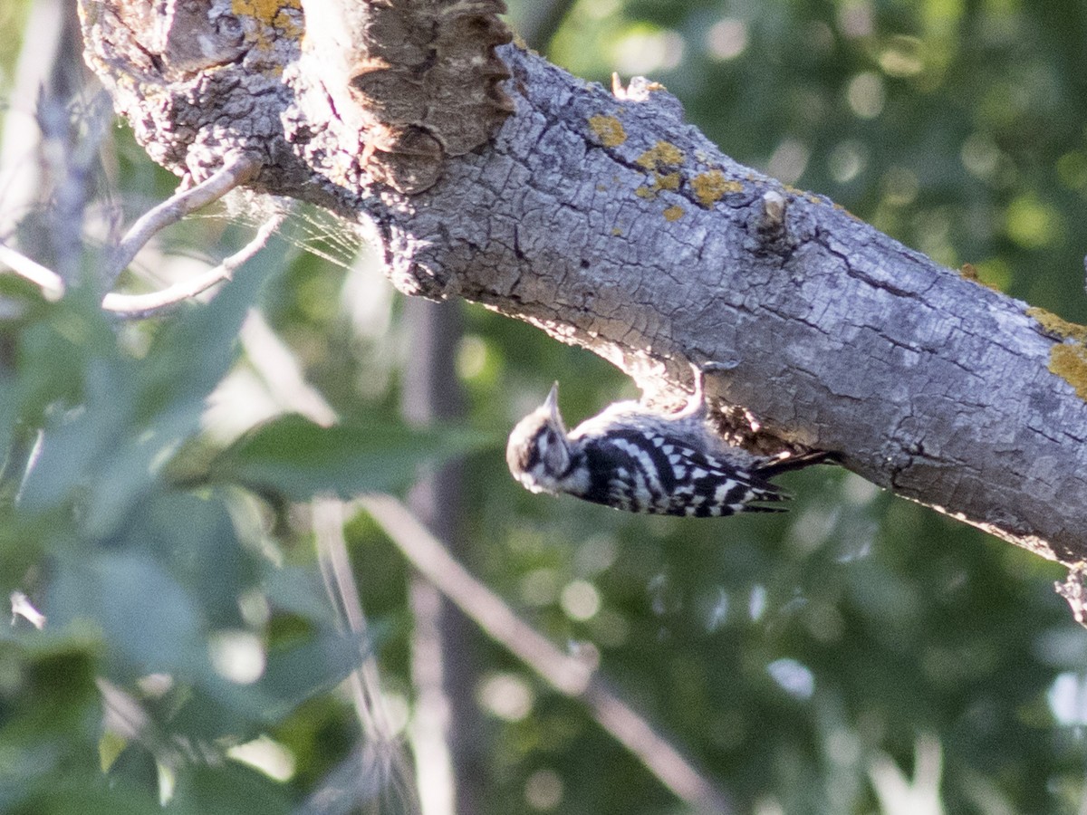 Lesser Spotted Woodpecker - ML363467981