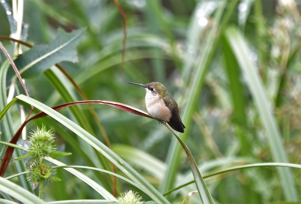 Calliope Hummingbird - Justin Konoff