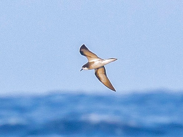 Collared Petrel - Gus Daly