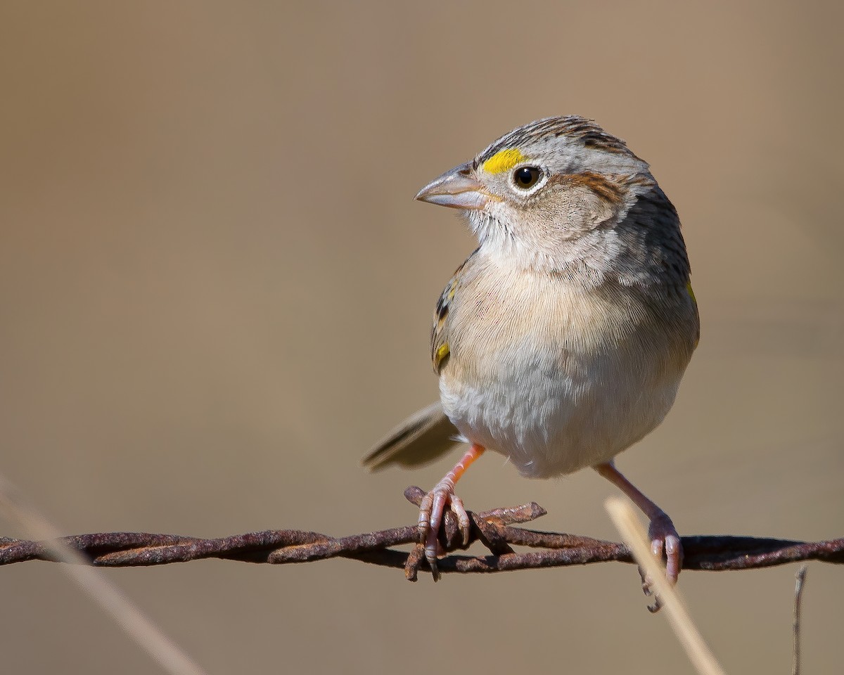 Grassland Sparrow - ML363476311