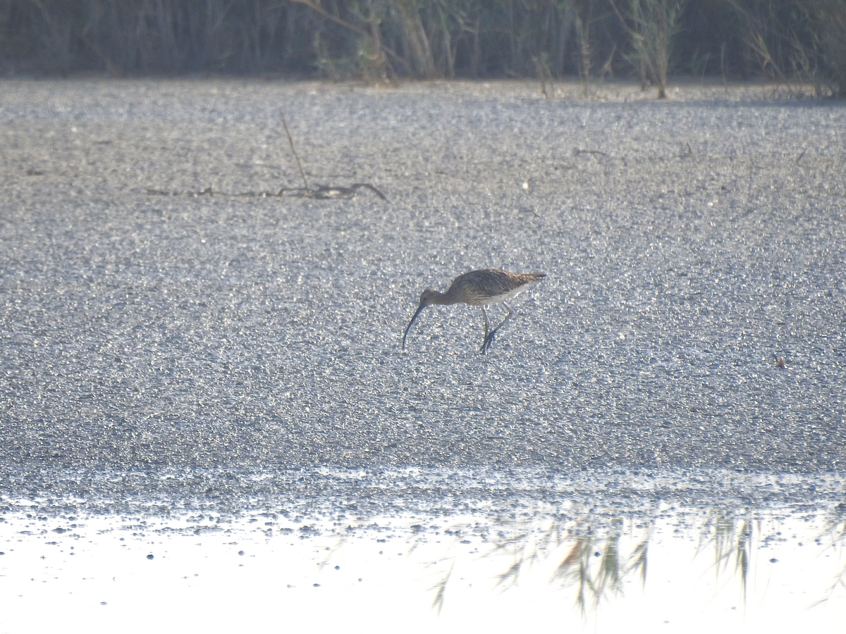 Eurasian Curlew - Anonymous