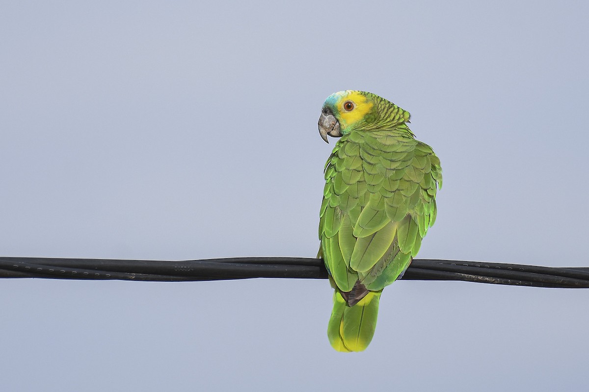 Turquoise-fronted Parrot - ML363487661