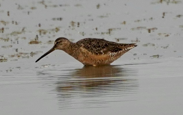 Long-billed Dowitcher - ML363488851