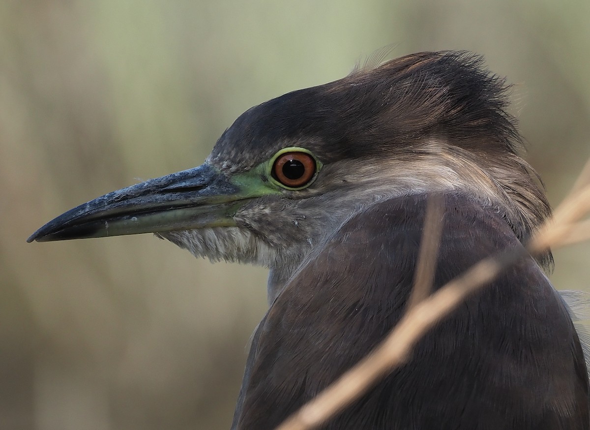 Black-crowned Night Heron - Aidan Brubaker